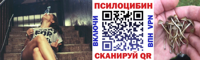 дарнет шоп Дмитровск Галлюциногенные грибы Psilocybe